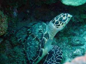 tortue