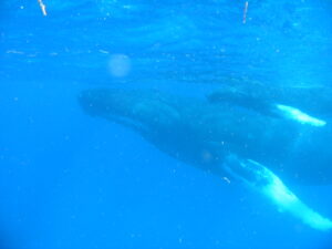 baleine