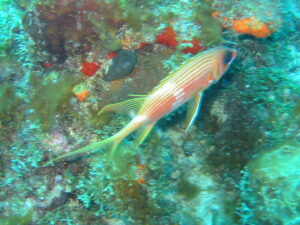 poisson