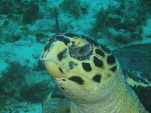 tortue